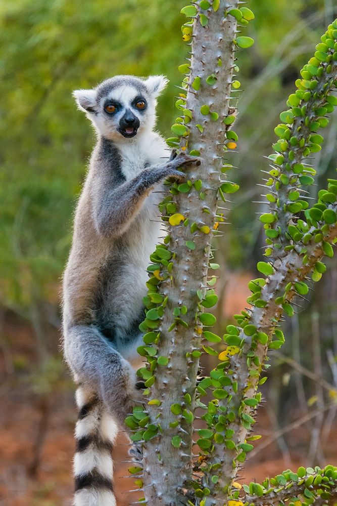 Madagascar-Berenty-Berenty Reserve Ring-tail lemur eating leaves from a Alluaudia procera tree art print by Inger Hogstrom for $57.95 CAD